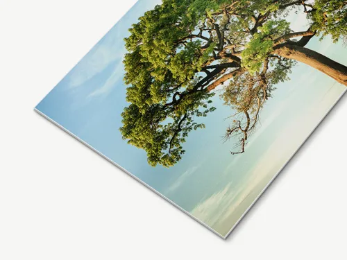 Metal photo print featuring a vibrant green tree against a clear blue sky with high-definition color and glossy finish.