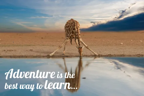 Photograph of a Giraffe Drinking Water With Text Template