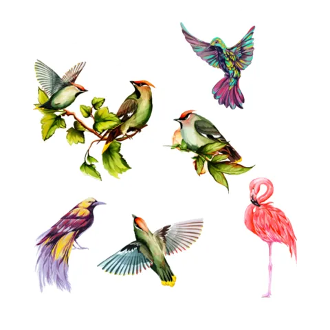 Colorful Collection of Illustrated Bird Species Template