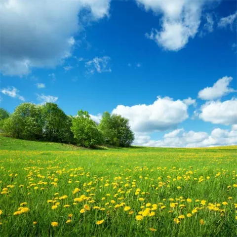 Dandelion Field and Blue Sky Natural Sign Template