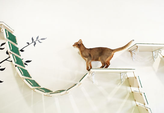 cat shelves cat-shelves