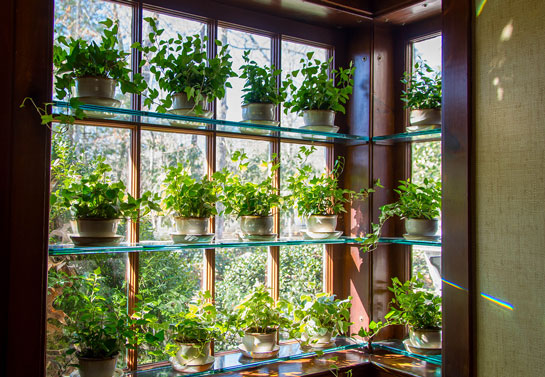 window plant shelves window-plant-shelves